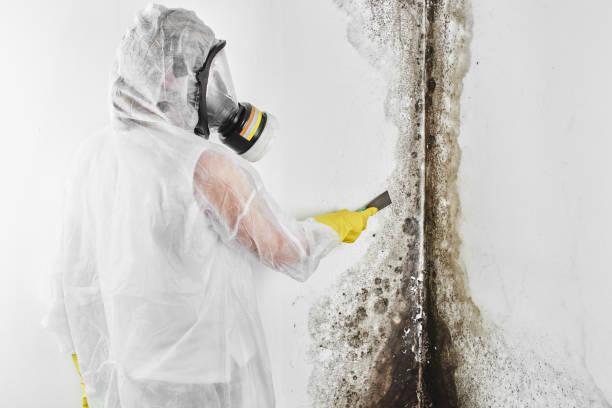 Best Black Mold Removal  in Manchester, GA