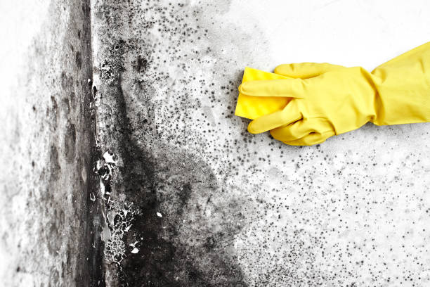 Best Mold Damage Repair  in Manchester, GA