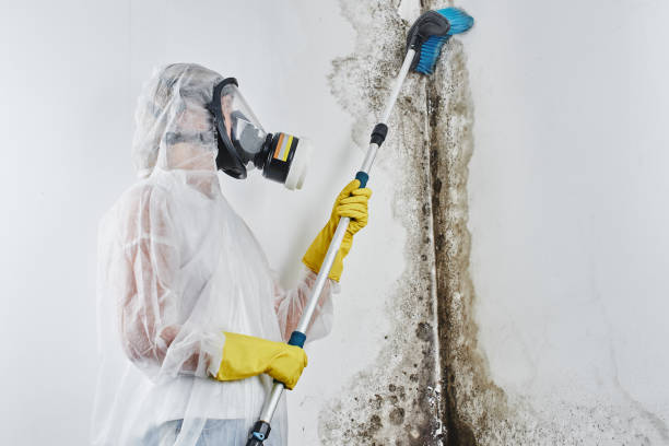 Best Office Mold Removal Services  in Manchester, GA