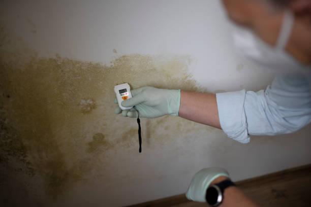 Reliable Manchester, GA Mold Removal Solutions
