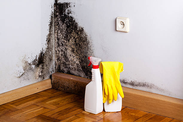 Best Mold Removal Company Near Me  in Manchester, GA