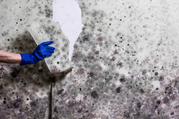 Certified Mold Removal in Manchester, GA