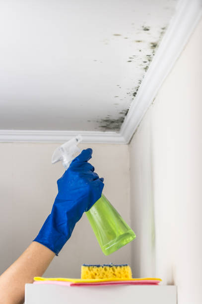 Manchester, GA Mold Removal Company